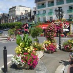 Town Flowers